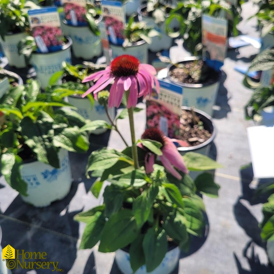 Echinacea purpurea 