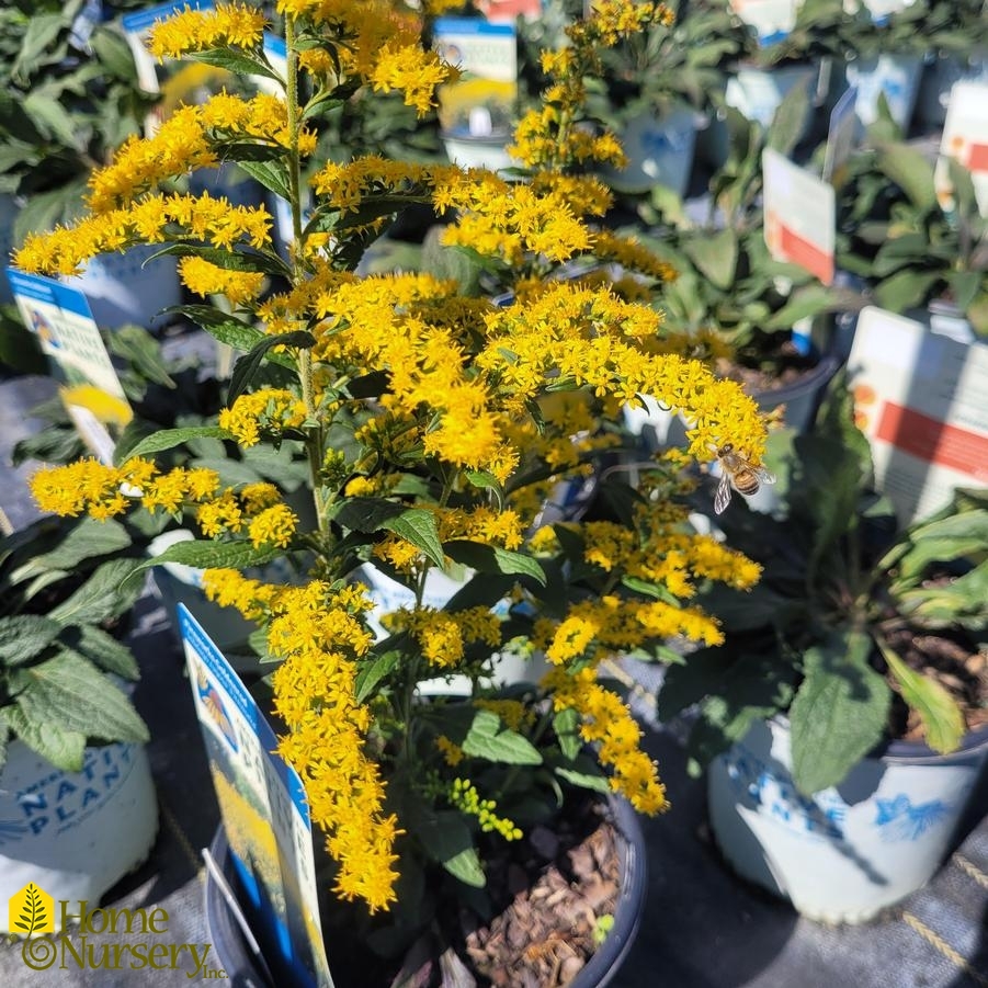 Solidago rugosa Fireworks