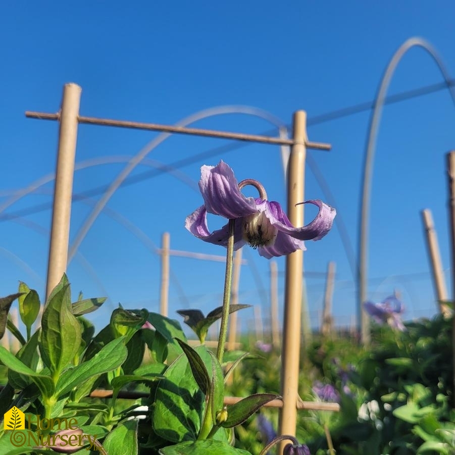 Clematis x 'Stand By Me Lavender'