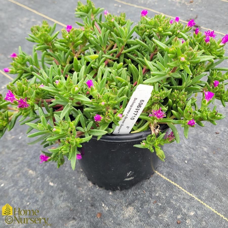 Delosperma x Ocean Sunset™ Violet