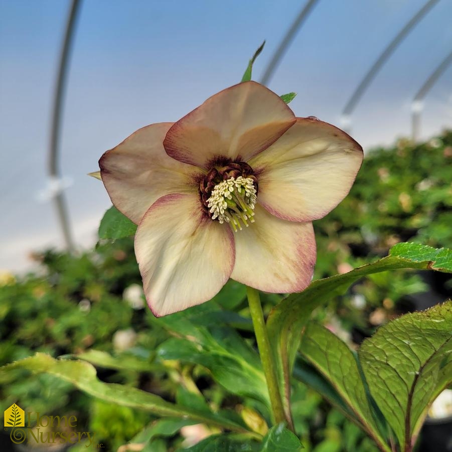 Helleborus x Honeymoon® 'Sandy Shores'