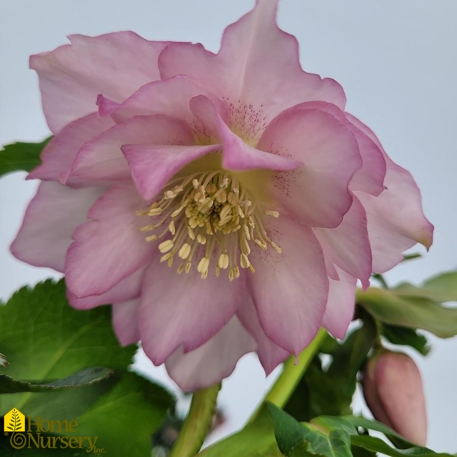 Helleborus x Wedding Party® 'Flower Girl'