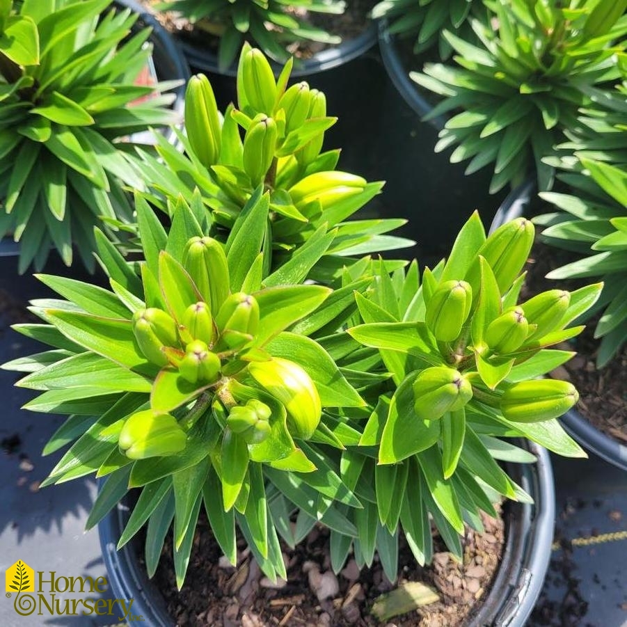 Lilium FantAsiatic® 'Orange'