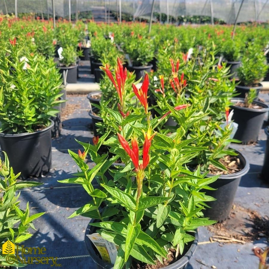 Spigelia marilandica 'Ragin Cajun'