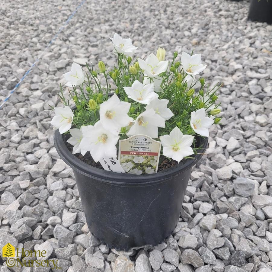 Campanula carpatica Pristar™ White