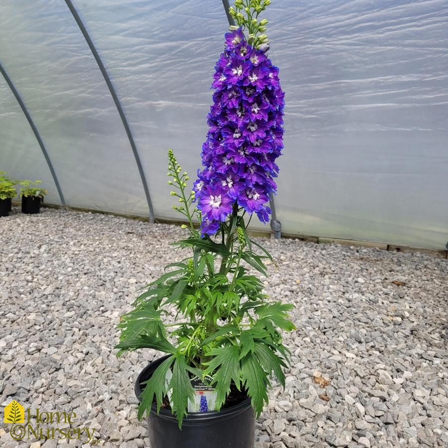 Delphinium Delgenius® 'Glitzy'