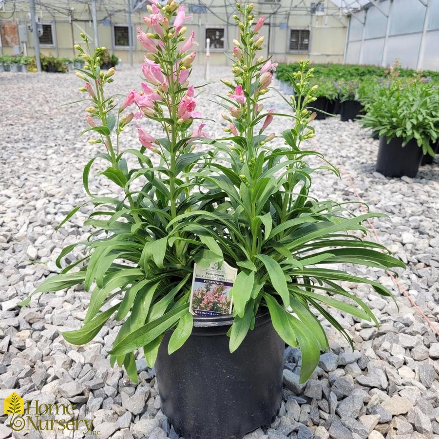 Penstemon barbatus Rock Candy® Light Pink