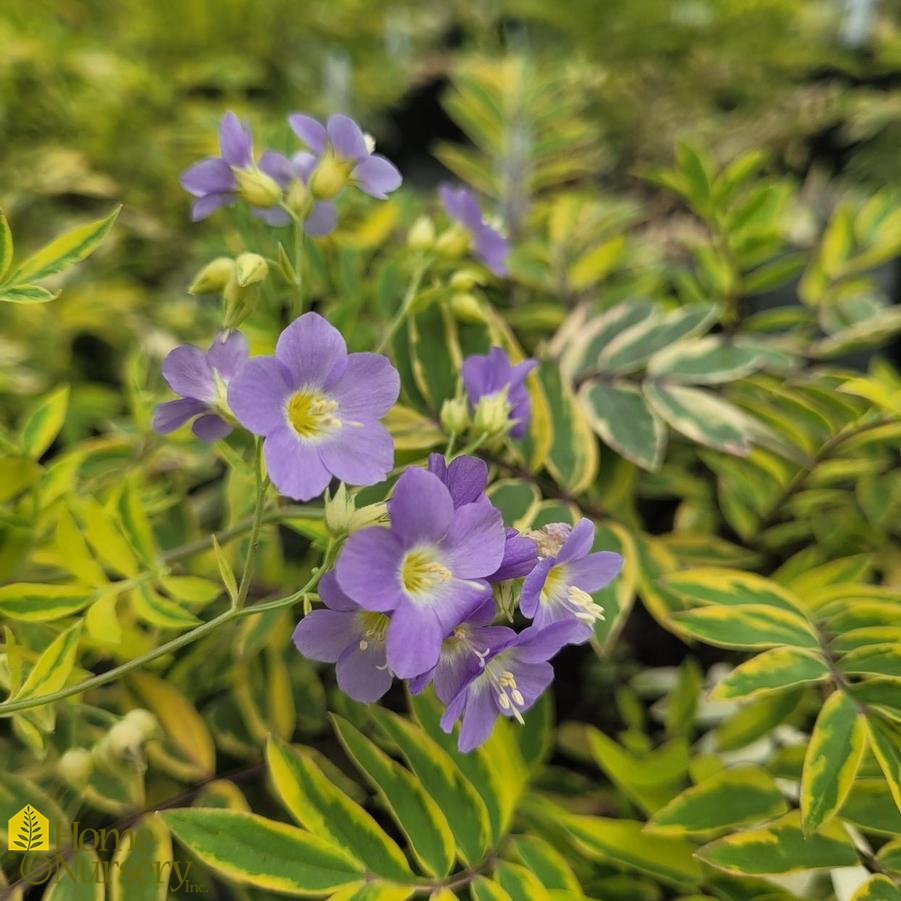 Polemonium pulcherrimum 'Golden Feathers'