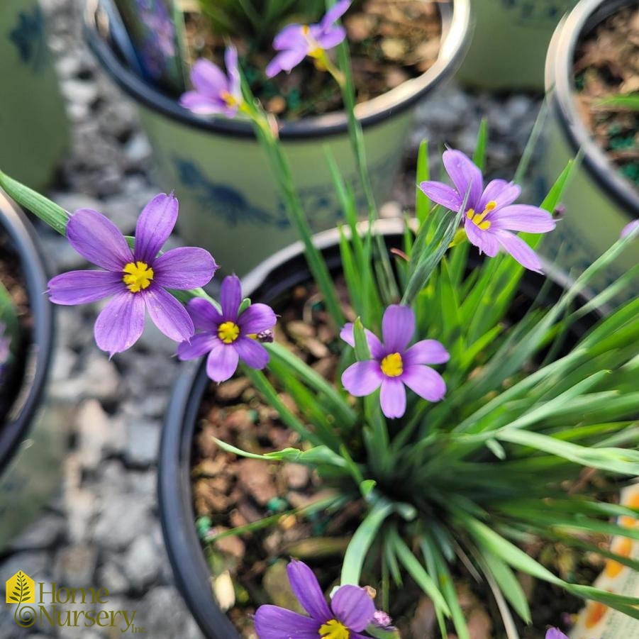 Sisyrinchium angustifolium 'Lucerne'