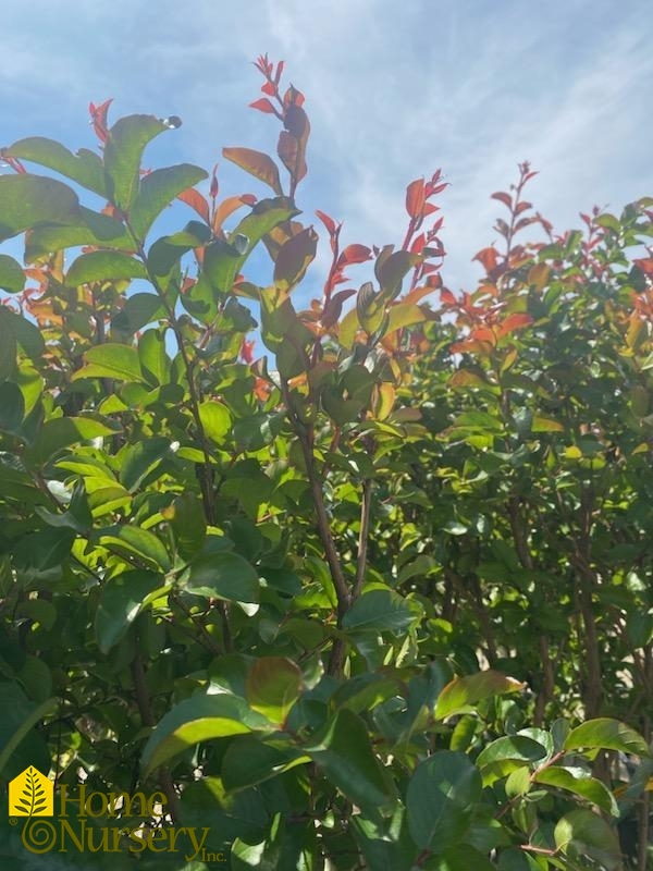 LAGERSTROEMIA INDICA X FAURIEI MISS FRANCIS CLUMP