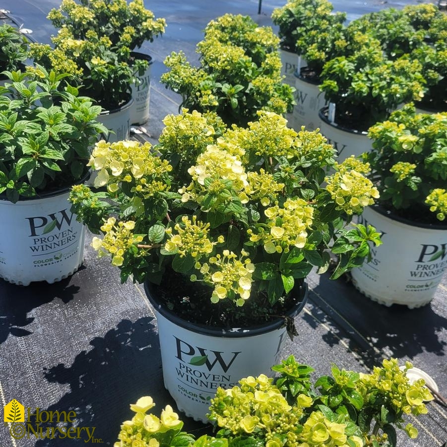 Hydrangea paniculata Tiny Quick Fire™