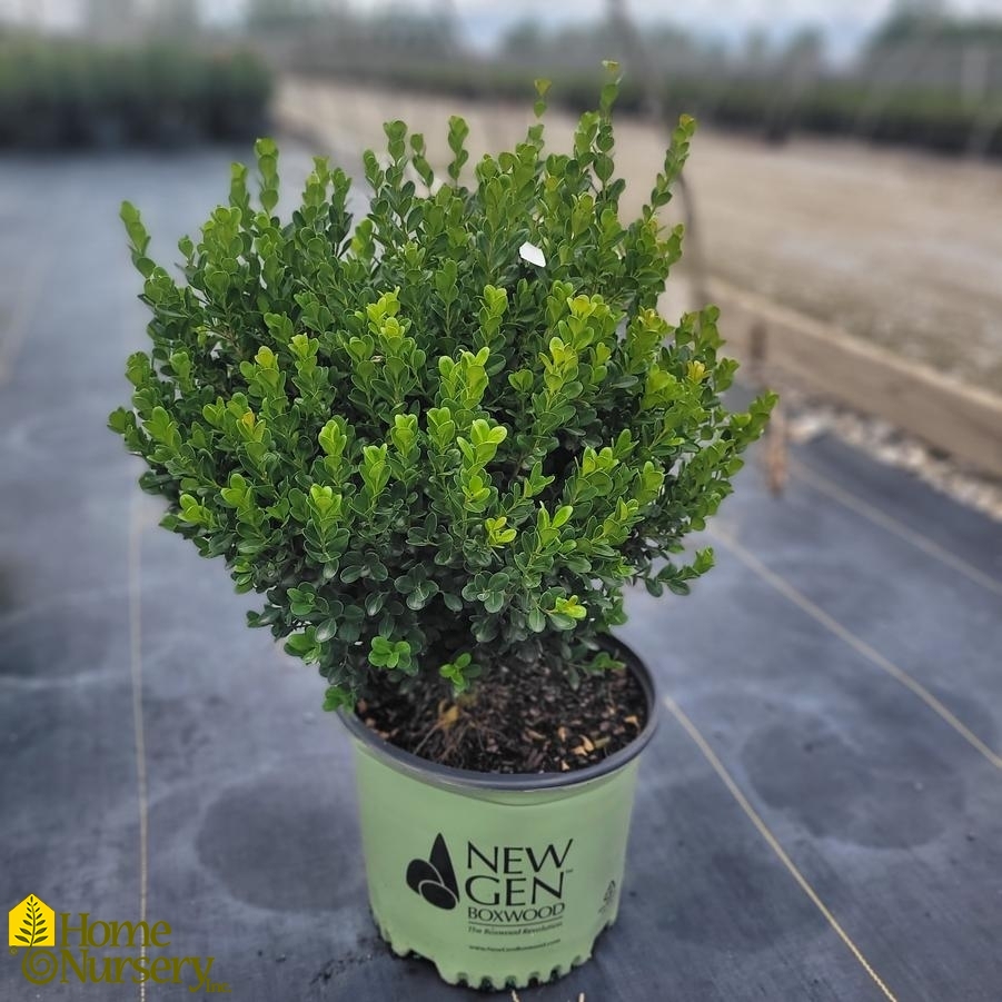 Buxus x Freedom®