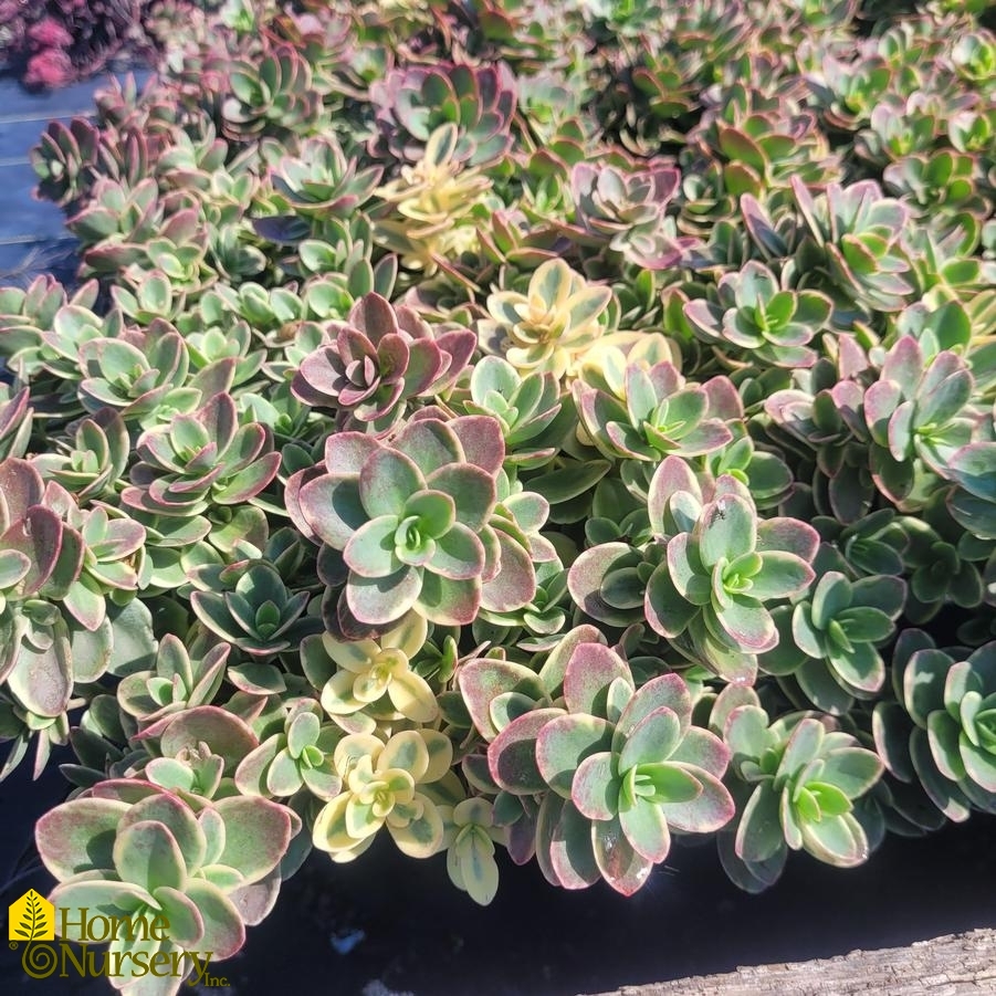 Sedum x SunSparkler Lime Twister