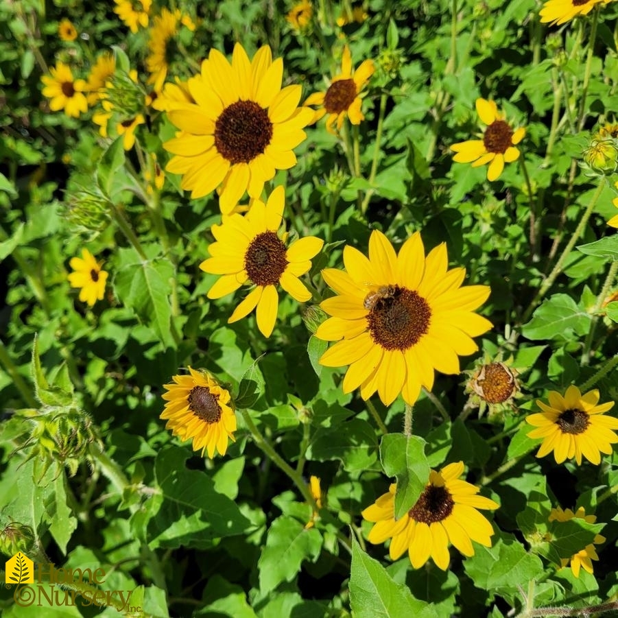 Helianthus x Suncredible® Yellow 