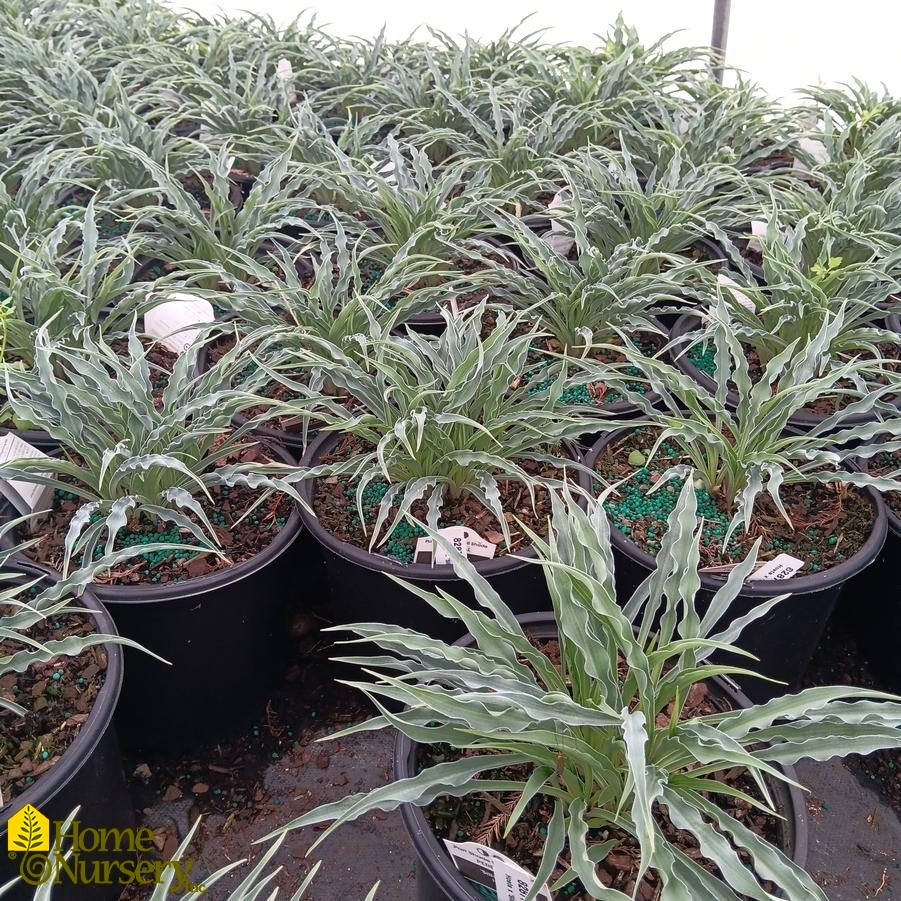 Hosta x 'Silly String'