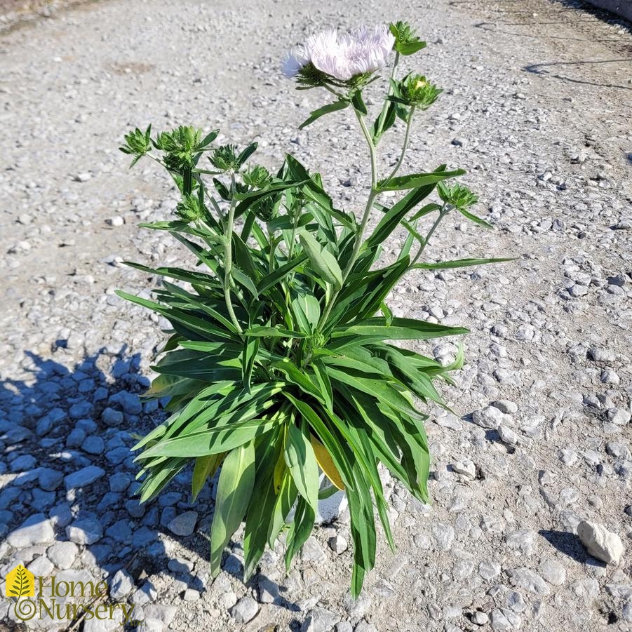 Stokesia laevis Totally Stoked™ 'Whitecaps'