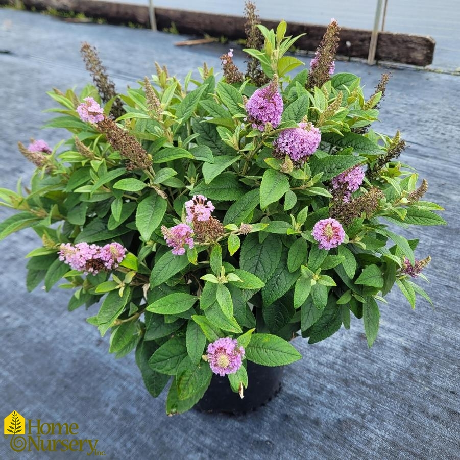 Buddleia davidii Dapper® Lavender