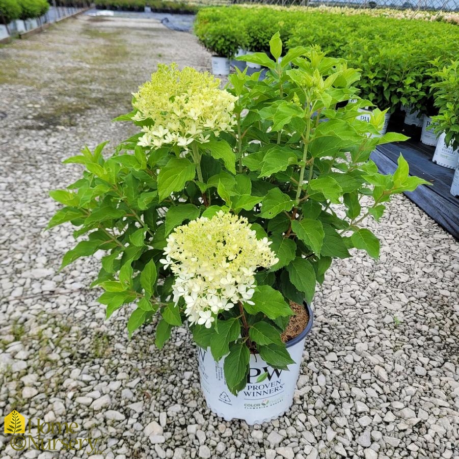 Hydrangea paniculata Puffer Fish™