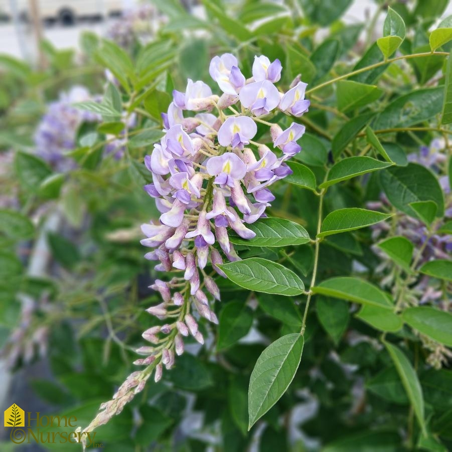 Wisteria macrostachya Summer Cascade™
