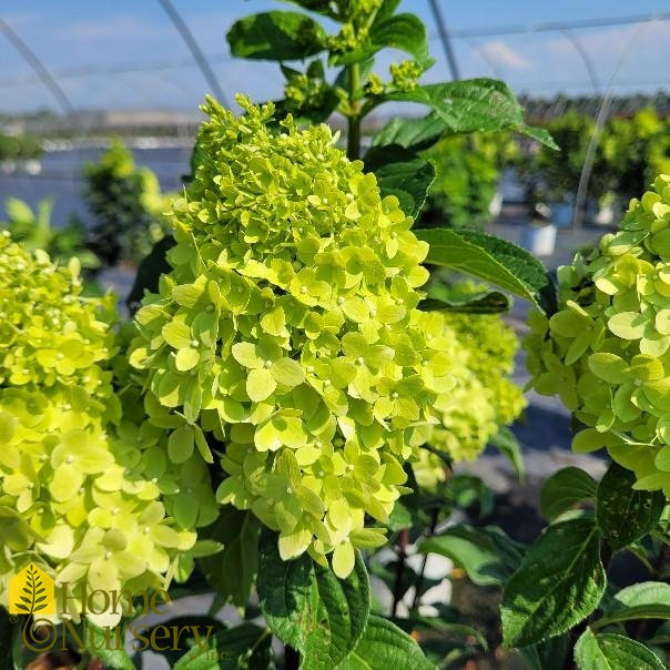 Hydrangea paniculata Limelight Prime®