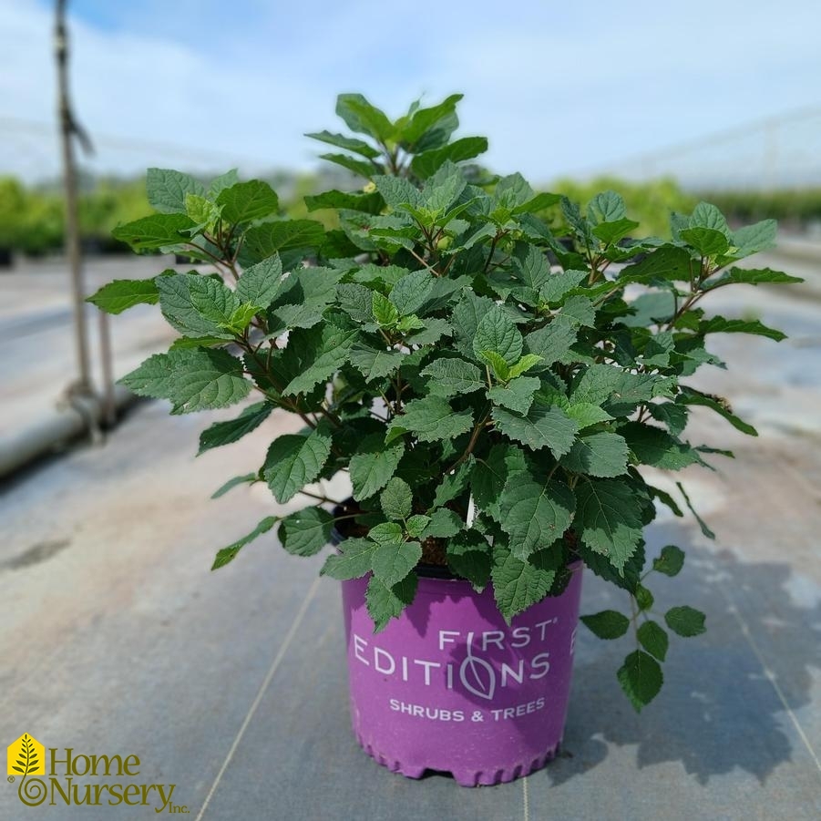 Hydrangea arborescens FlowerFull™