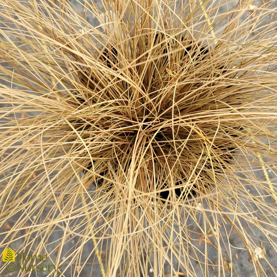 Carex flagellifera Graceful Grasses® 'Toffee Twist'