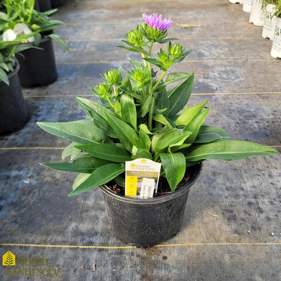 Stokesia laevis 'Mel's Blue'