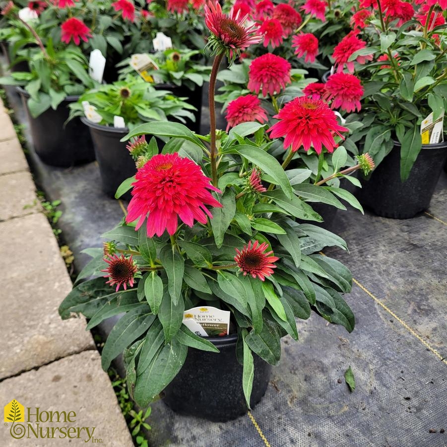 Echinacea x Double Scoop™ Strawberry Deluxe