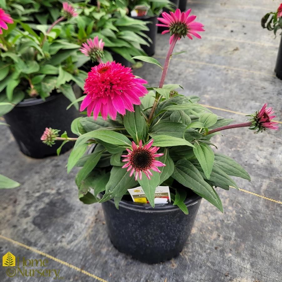 Echinacea x Double Scoop™ Watermelon Deluxe