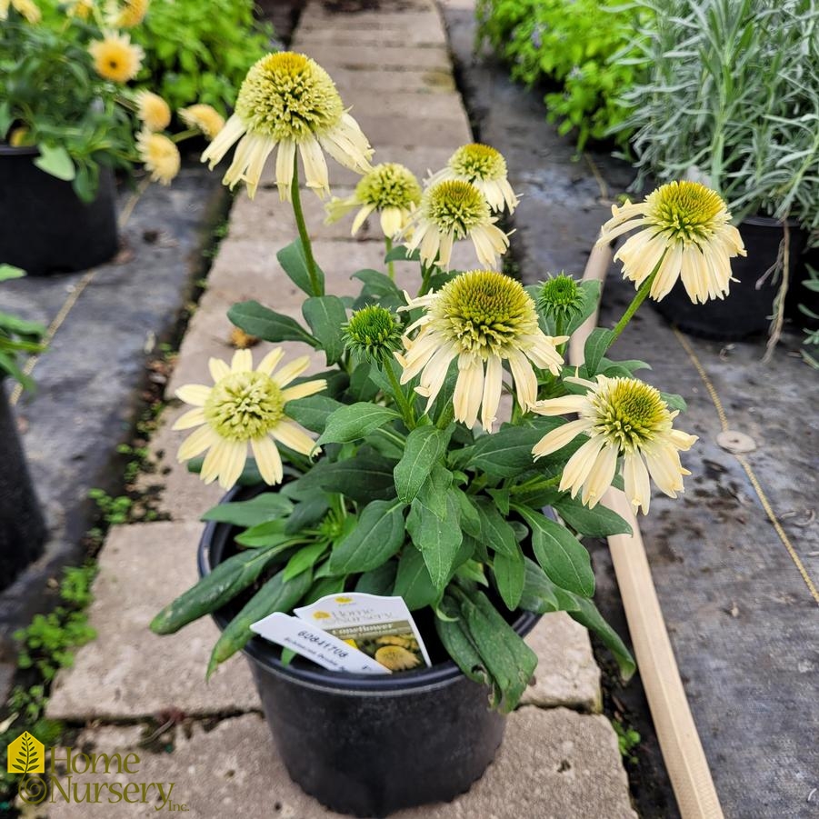 Echinacea x Double Scoop™ Lemon Cream