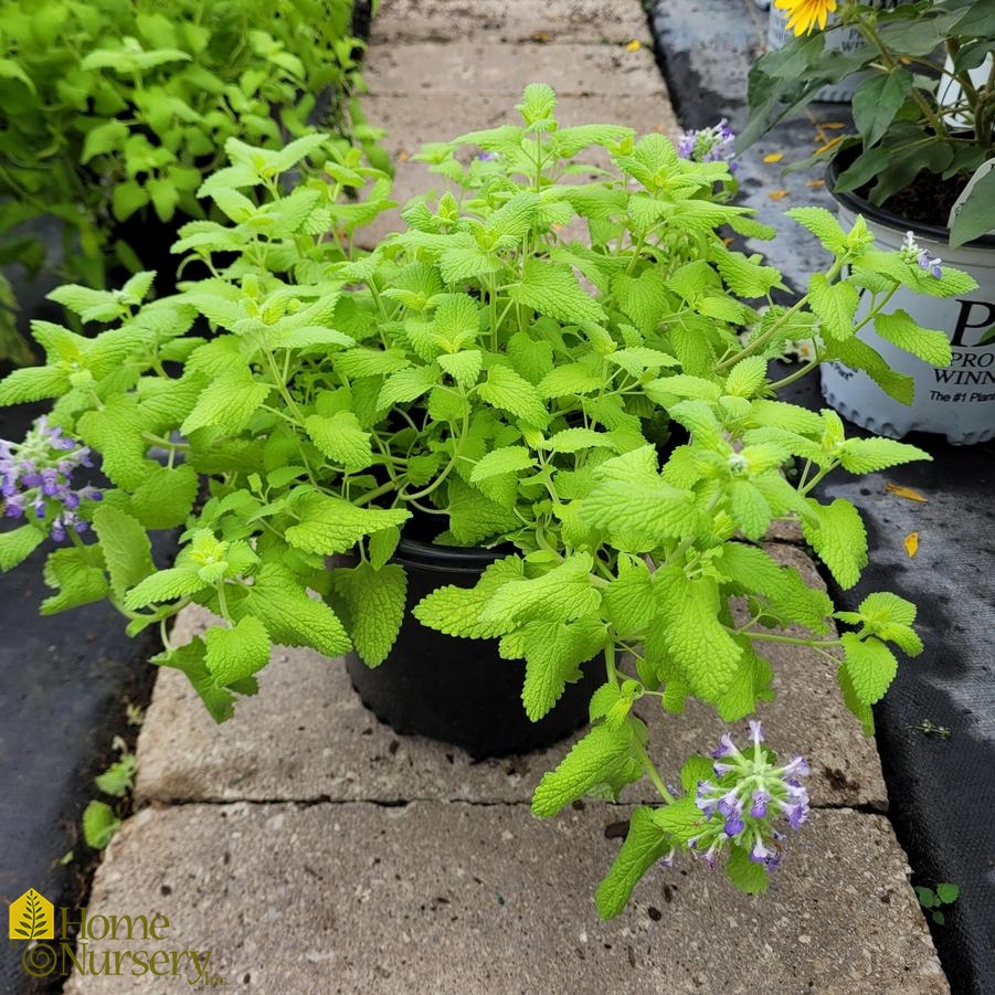 Nepeta x 'Chartreuse on the Loose'