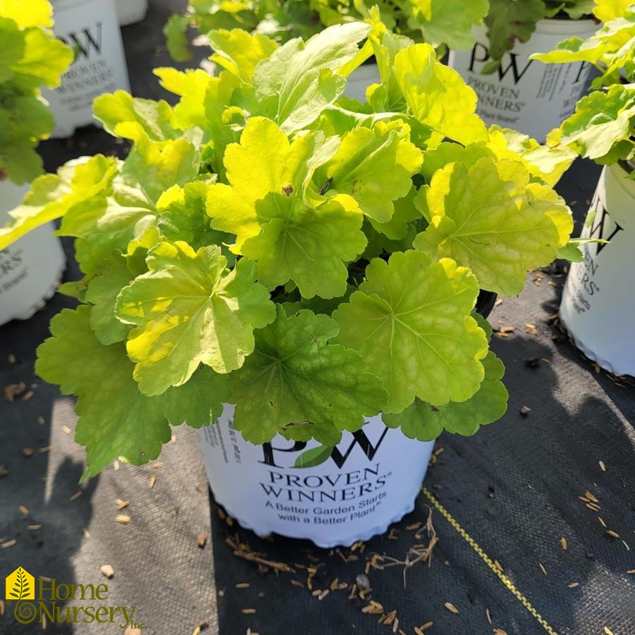 Heuchera x Dressed Up® 'Ball Gown'