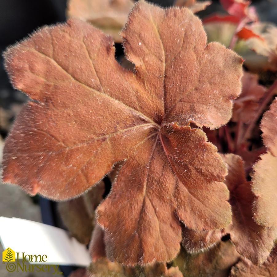 Heucherella 'Pumpkin Spice'