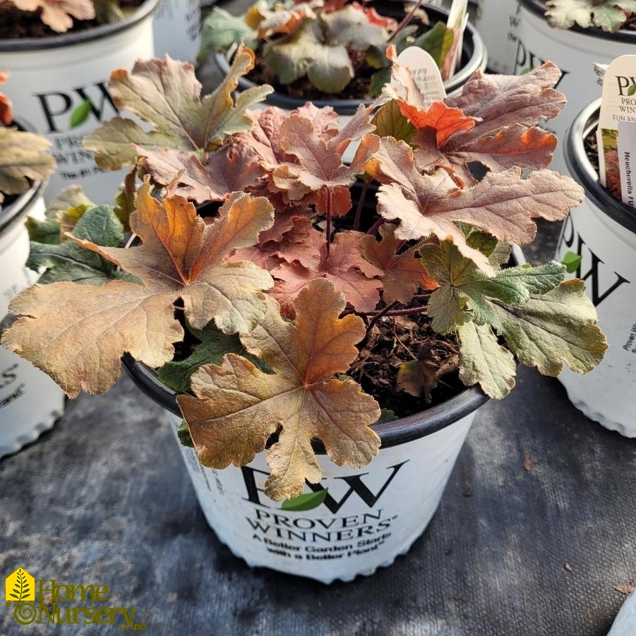 Heucherella x Fun and Games® 'Hopscotch'