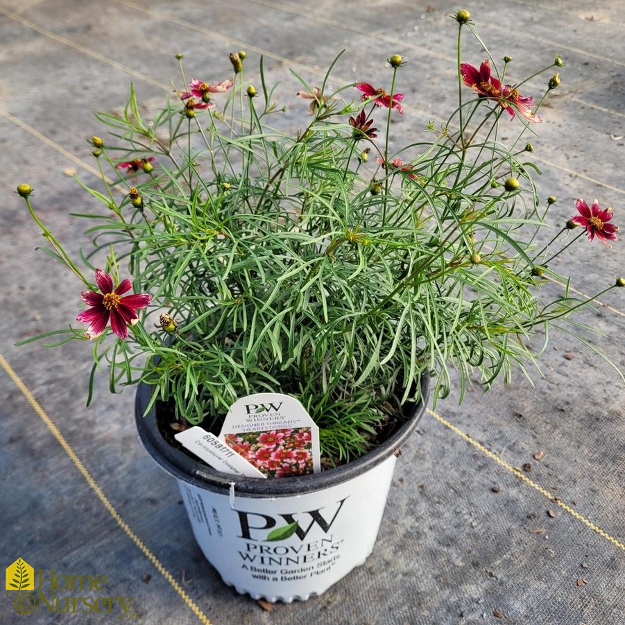 Coreopsis verticillata Designer Threads™'Heartstrings'