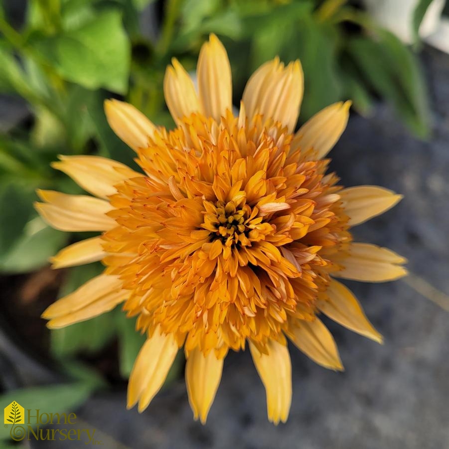 Echinacea purpurea Supreme™Cantaloupe