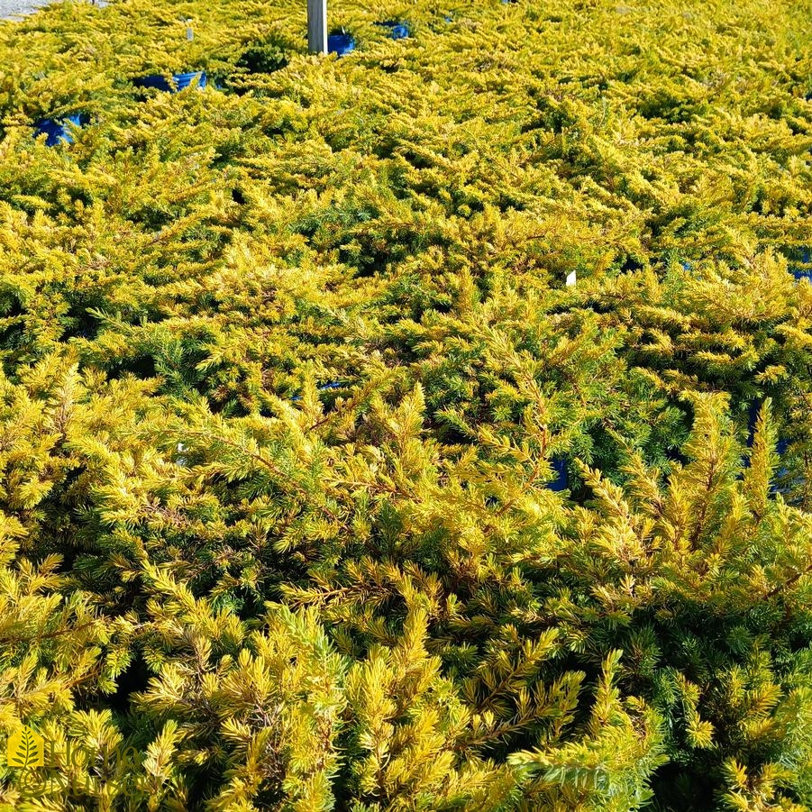 Juniperus Golden Pacific™