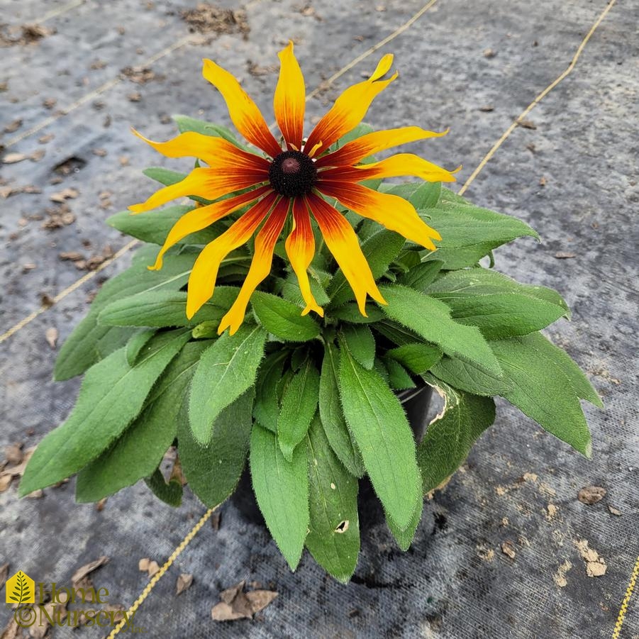 Echibeckia™ Summerina® Blazing Fire 