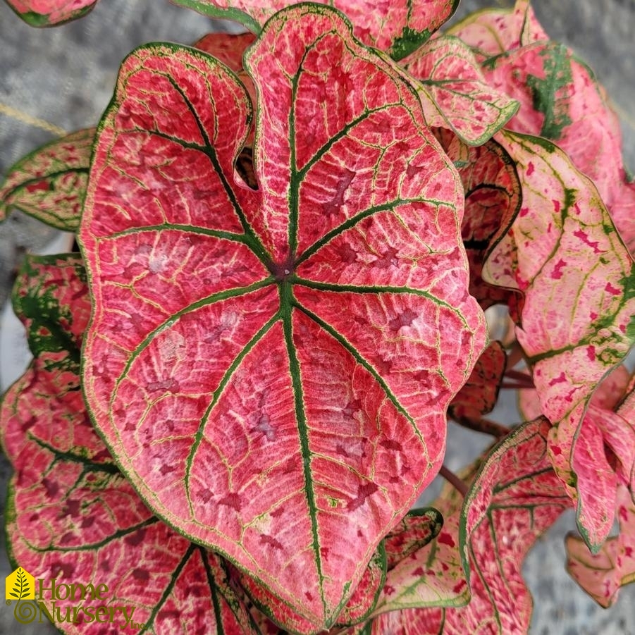 Caladium hortulanum Heart to Heart® 'Splash of Wine'
