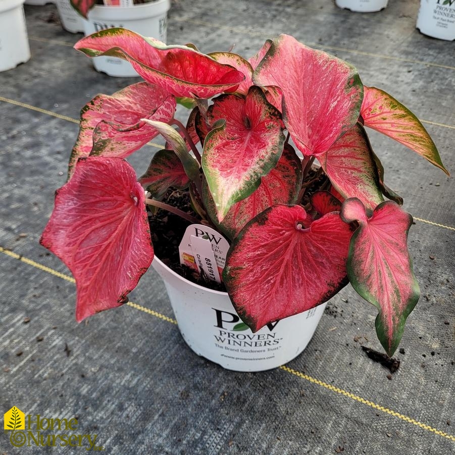 Caladium hortulanum Heart to Heart® 'Blushing Bride'