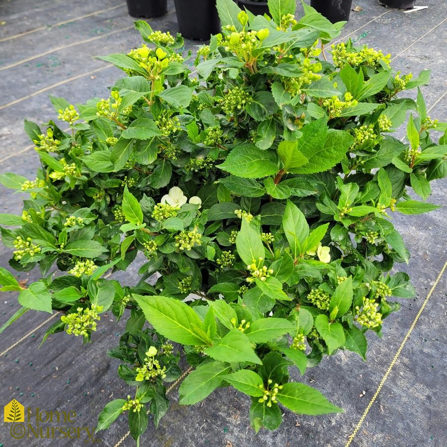 Hydrangea x Fairytrail Bride®Cascade Hydrangea®