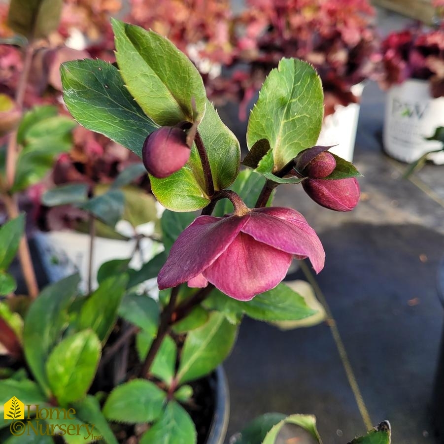 Helleborus x Frostkiss® Anna's Red