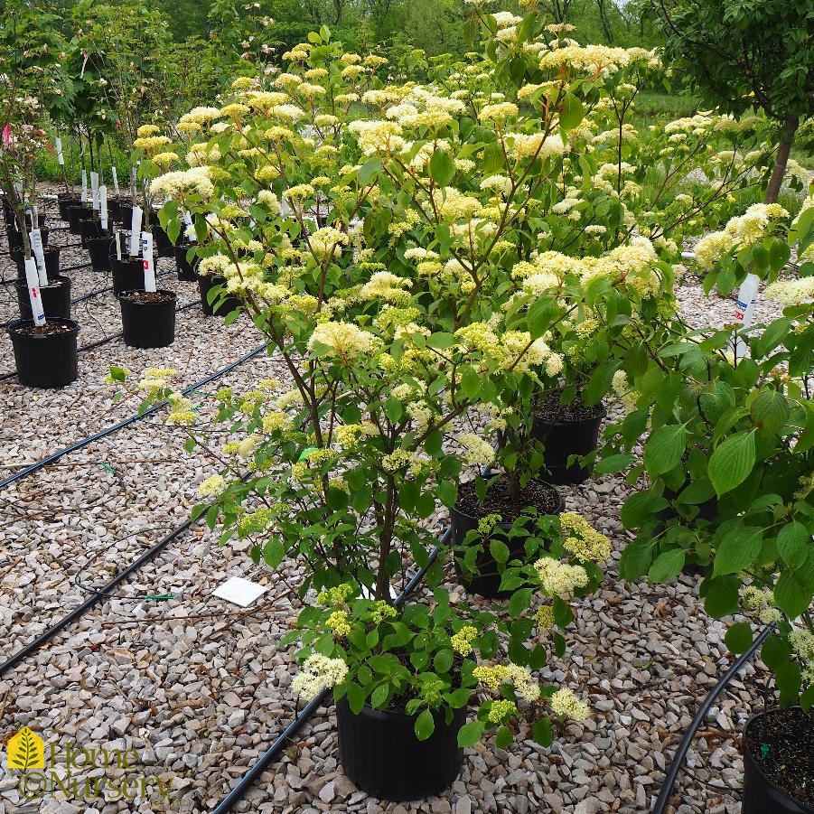 Cornus alternifolia 