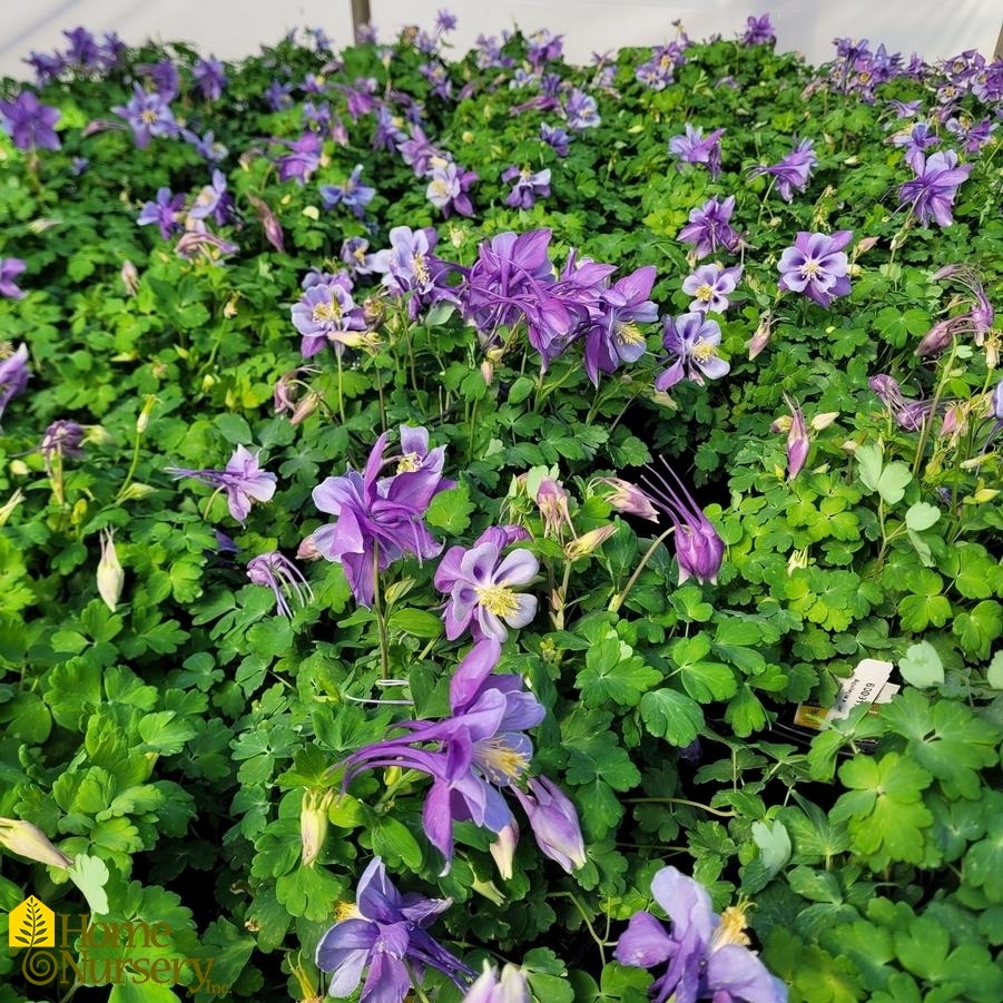 Aquilegia x Earlybird™ Purple Blue