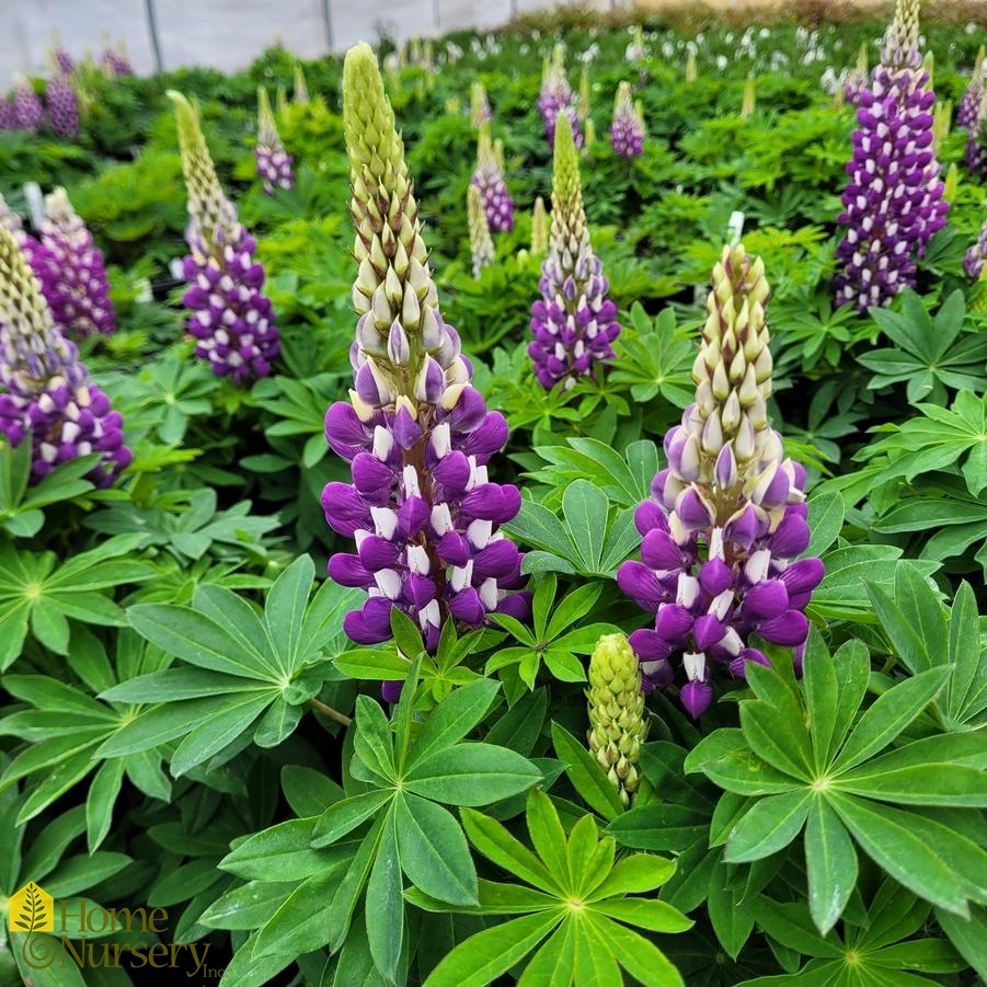 Lupinus pol Staircase™ Dark Blue/White