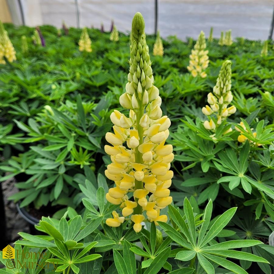 Lupinus pol Staircase™ Yellow