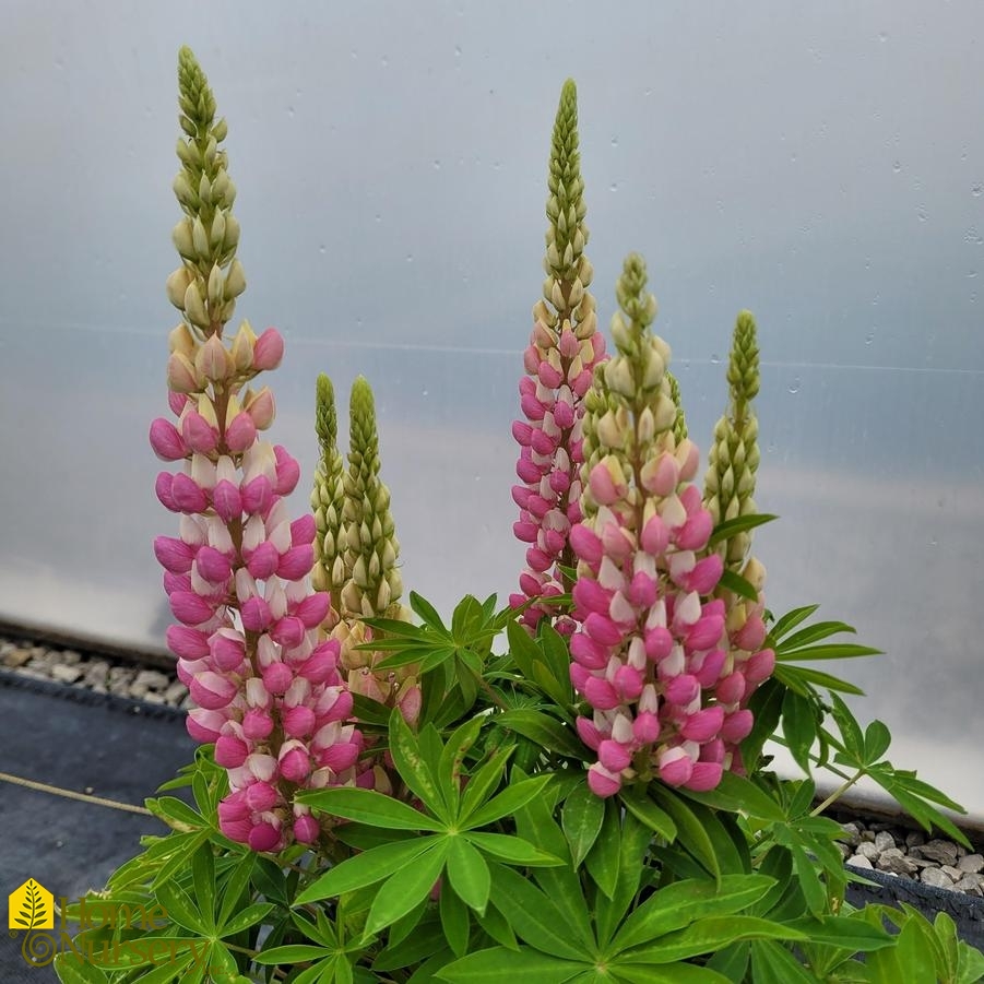 Lupinus pol Staircase™ Rose White