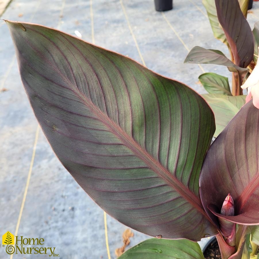 Canna Cannova® Casa Bronze Peach