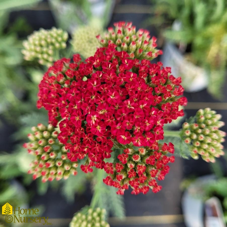Achillea x 'Firefly Red Pop'