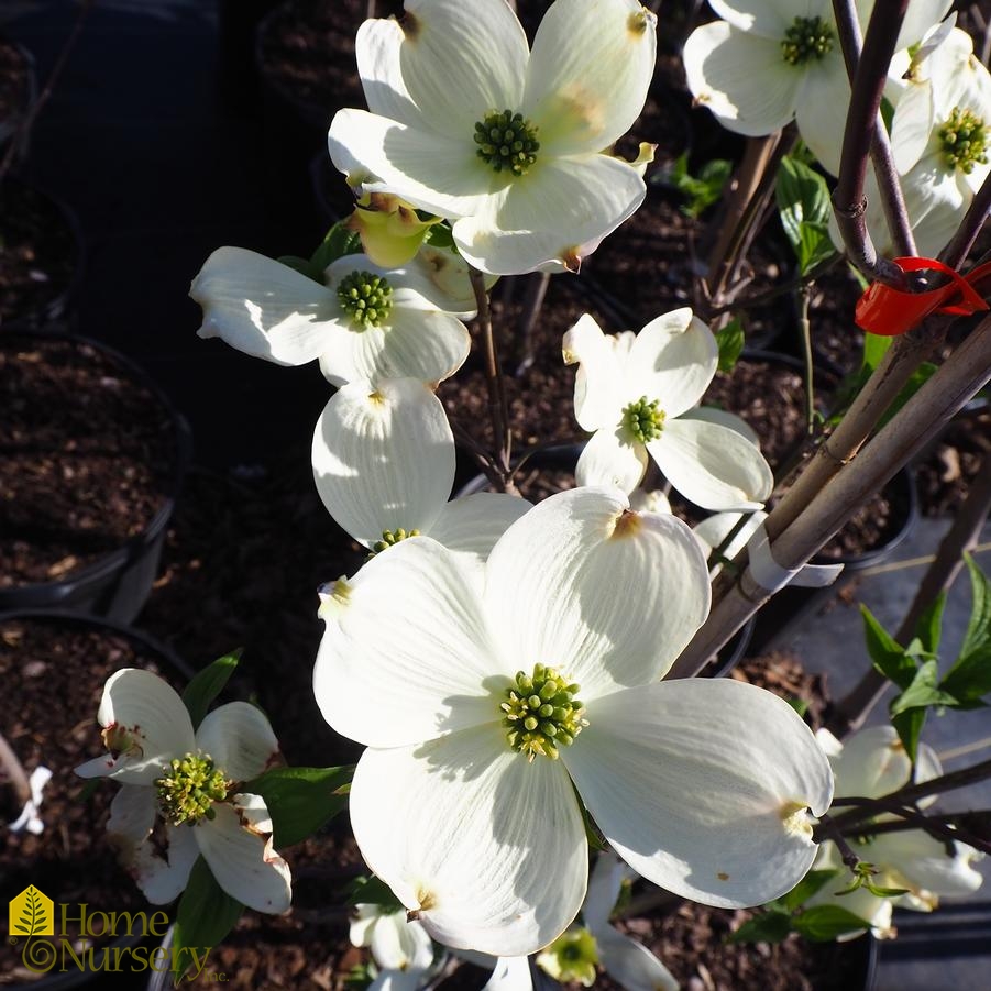 Cornus Florida 'Cherokee Princess' Flowering Dogwood From Home Nursery